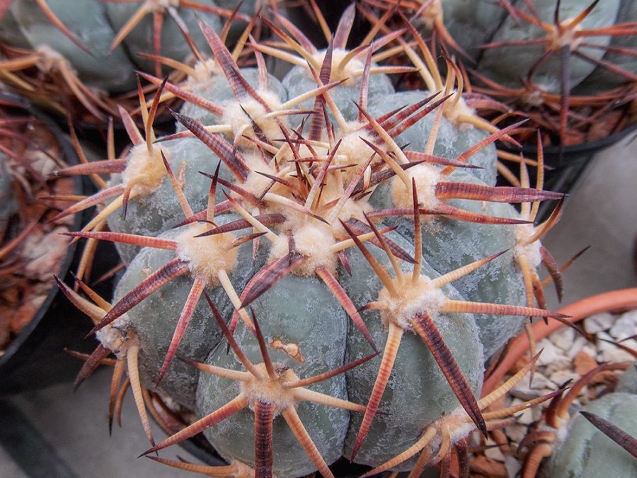 Echinocactus horizonthalonius Apizolaya, Zac - 10 seeds