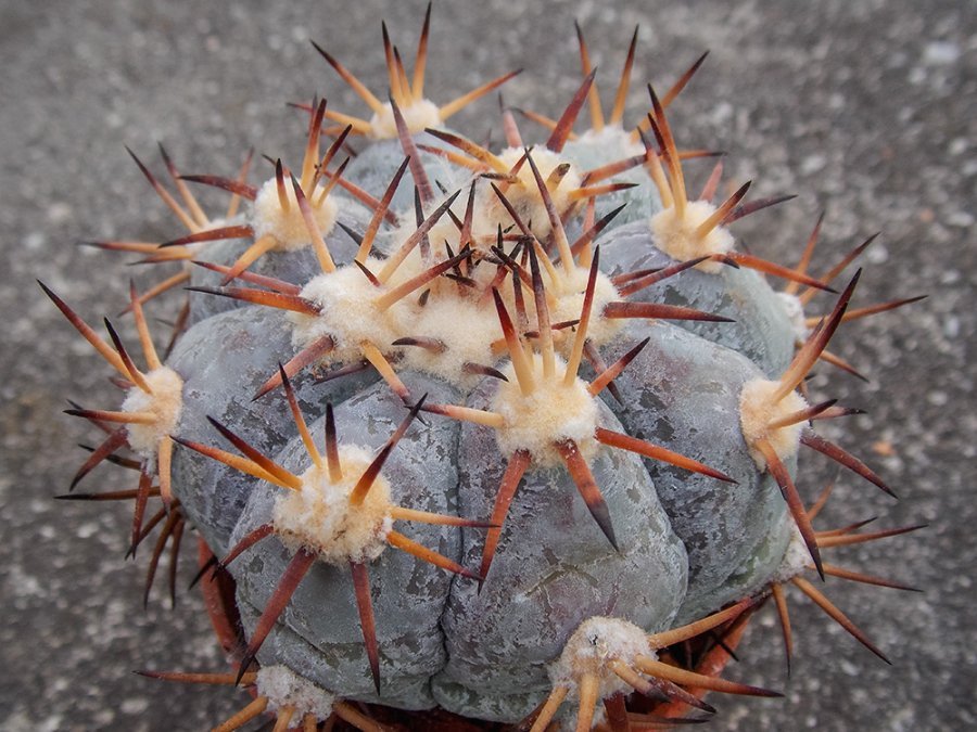 Echinocactus horizonthalonius Cinco de Mayo, Coah - 10 seeds