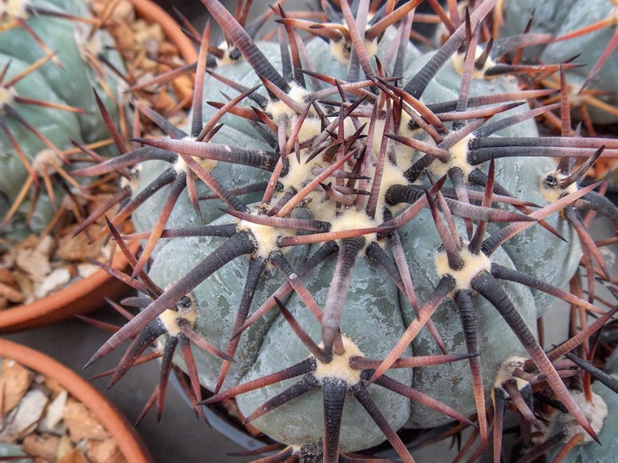Echinocactus horizonthalonius IDD 57/99 Cuauhtemoc, Coah - 10 seeds