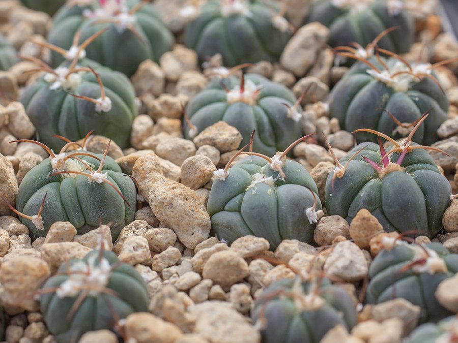 Echinocactus horizonthalonius KMR 193