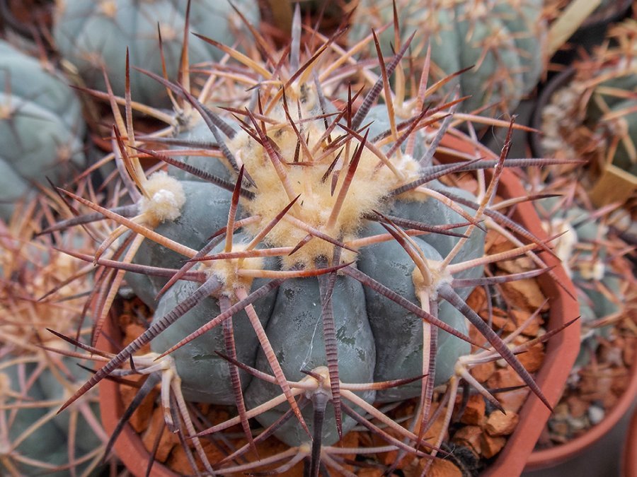 Echinocactus horizonthalonius VZD 195 Las Coloradas, N of Sierra de la Paila, Coah - 10 seeds