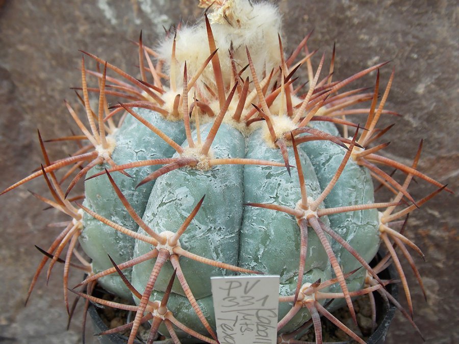 Echinocactus horizonthalonius PV 331 Caballo Mts, NM - 10 seeds