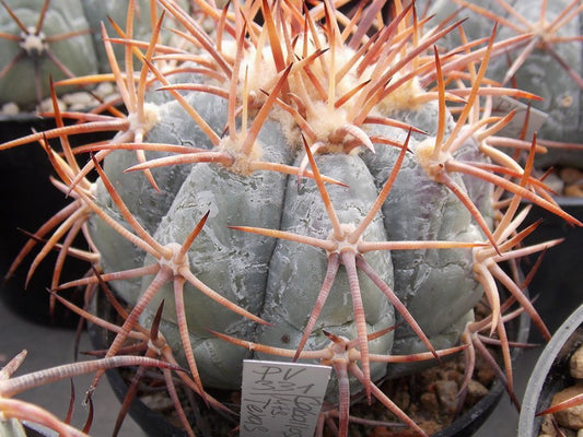 Echinocactus horizonthalonius PV 331 Caballo Mts, NM - 10 seeds