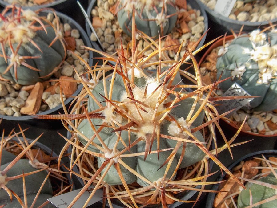 Echinocactus horizonthalonius VZD 578 La Pastora, Coah - 10 seeds