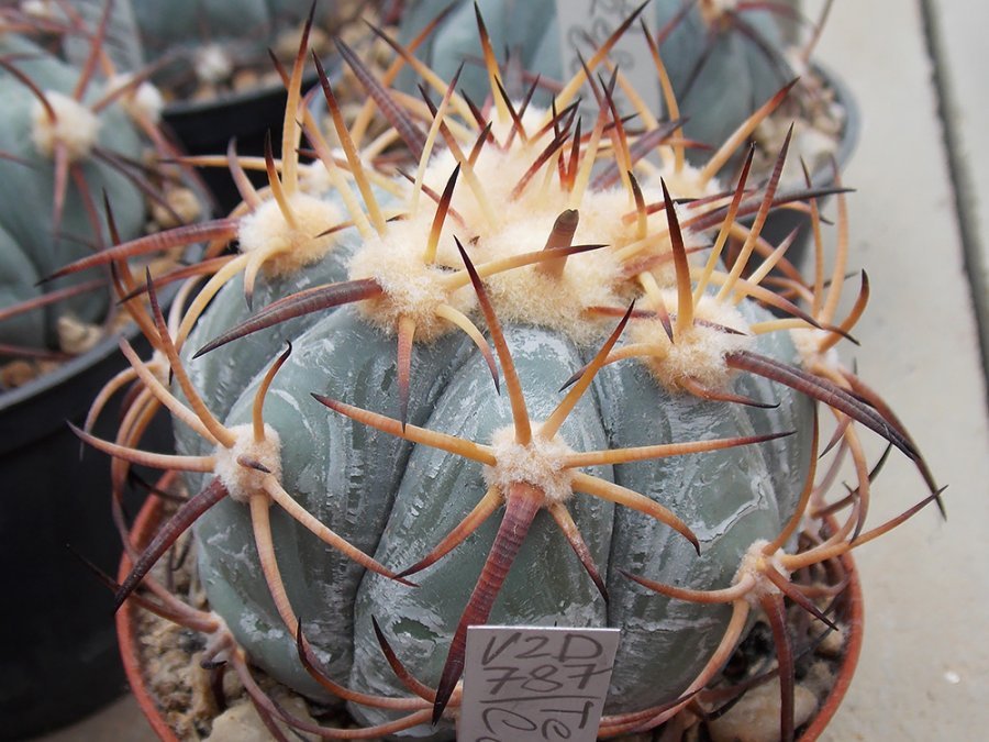 Echinocactus horizonthalonius VZD 787 Tecolote, Zac