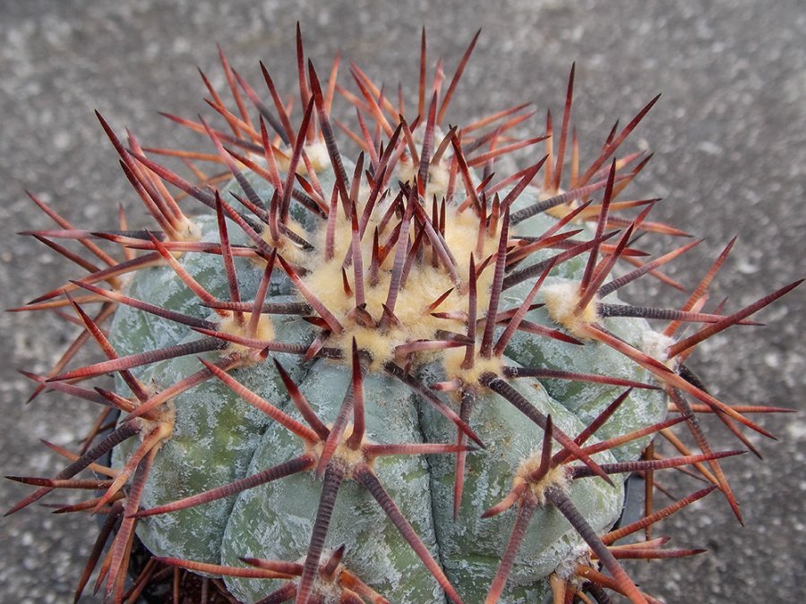 Echinocactus horizonthalonius KMR 21 Huizache, SLP - 10 seeds