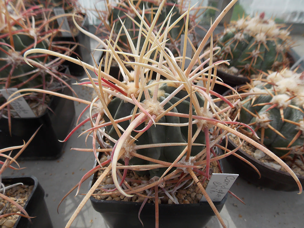 Echinocactus parryi VZD 1056 Rancho Candelaria, Chih - 10 seeds