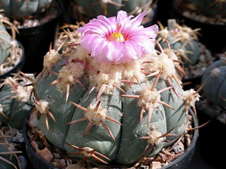 Echinocactus horizonthalonius GL 104 Satevo, Chih - 10 seeds
