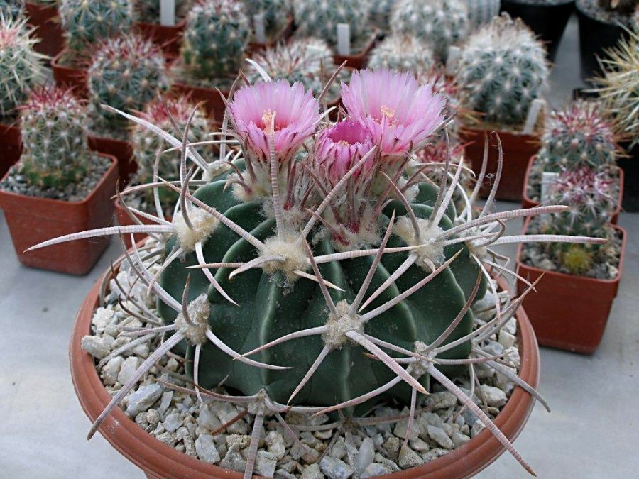 Echinocactus texensis SB 1918 s Cuatrocienegas, Coah - 10 seeds