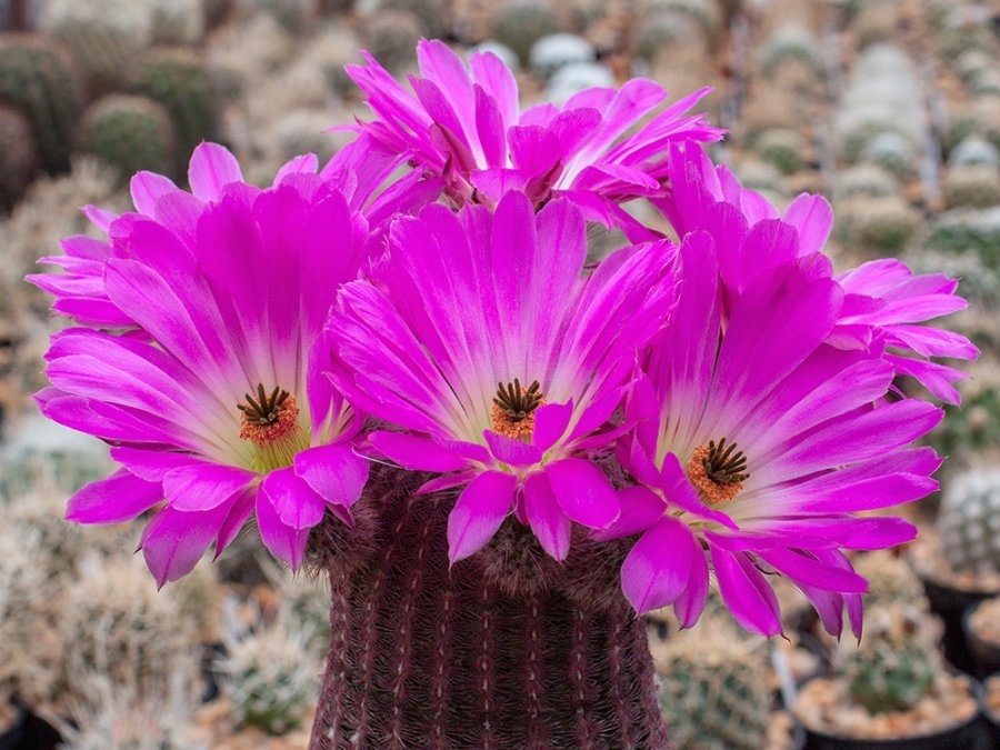 Echinocereus rigidissimus ssp. rubispinus Lau 088