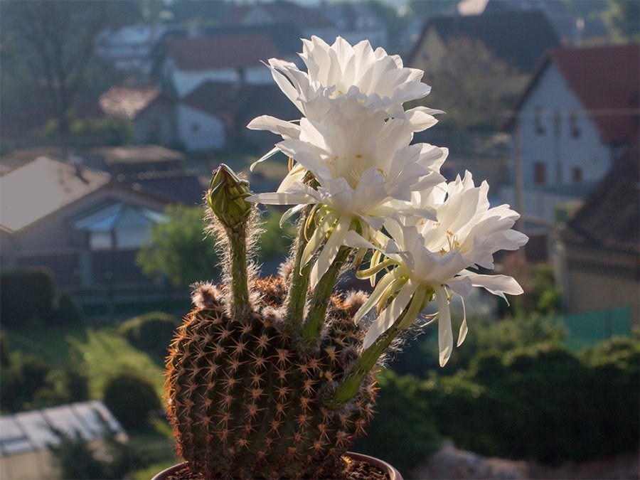 Echinopsis mamillosa R 86 Tarija, Bol - 10 seeds