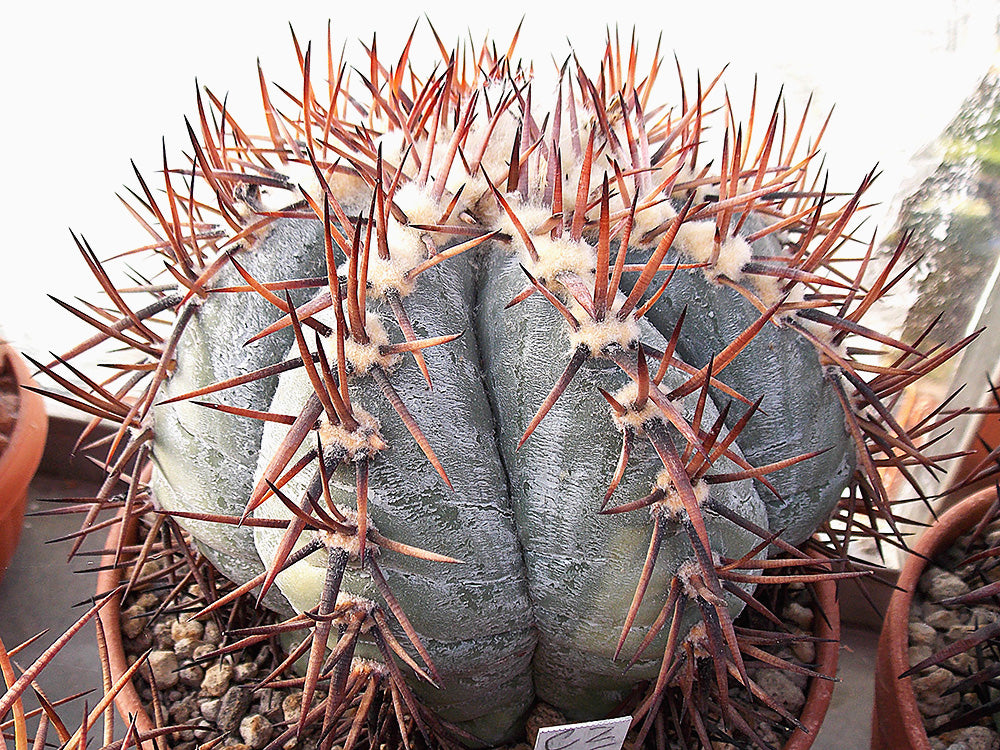 Echinocactus horizonthalonius JaBo 33 Arteaga, Coah - 10 seeds