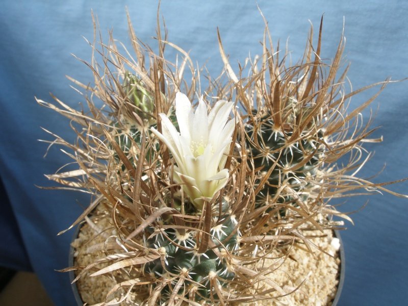 Toumeya papyracantha FH 086 Holbrook, Az - grafted