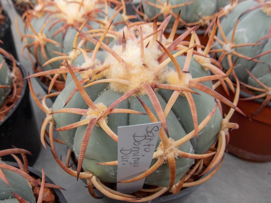 Echinocactus horizonthalonius VZD 1261 Santo Domingo, Dur - 10 seeds