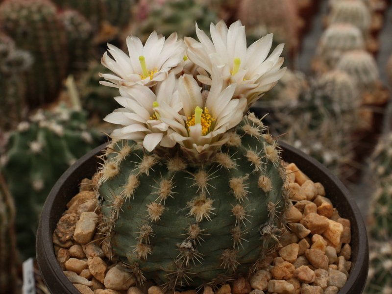 Sclerocactus mesae-verdae SB 1010 Sheep Springs, NM - grafted