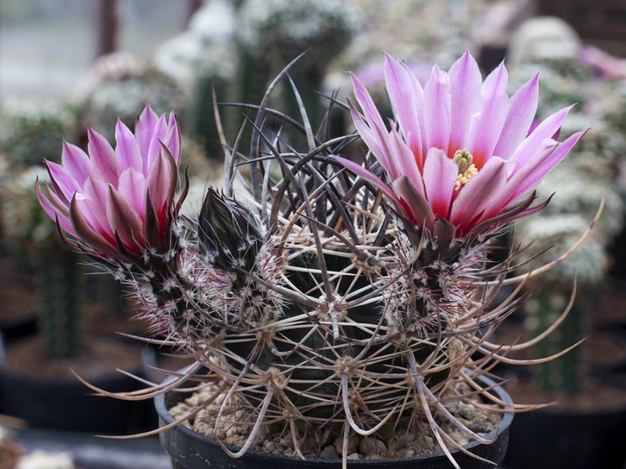 Echinocereus ferreirianus ssp. lindsayi MZ 1136 Jaraguay, BC - 10 seeds