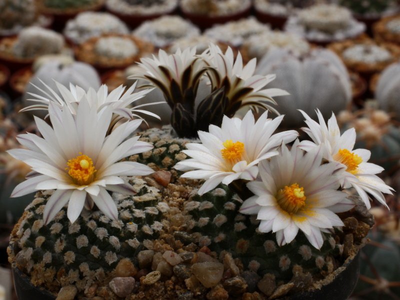 Turbinicarpus valdezianus v. albiflorus
