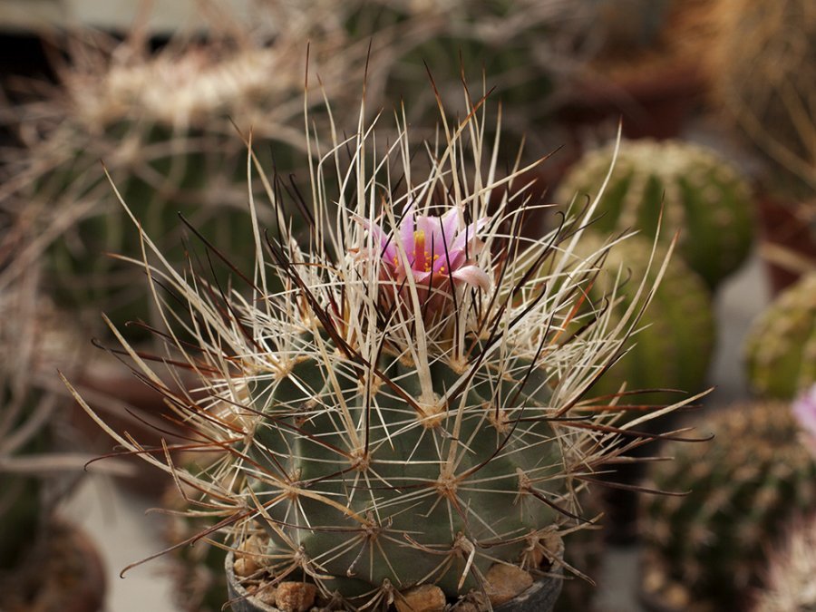 Sclerocactus spinosior JB 11 Wah Wah Mts, Ut - 10 seeds