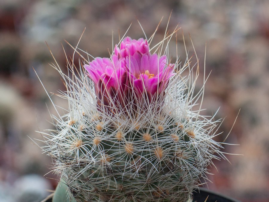 Pediocactus paradinei FH 052.5 Kaibab Plateau, Az - 10 seeds