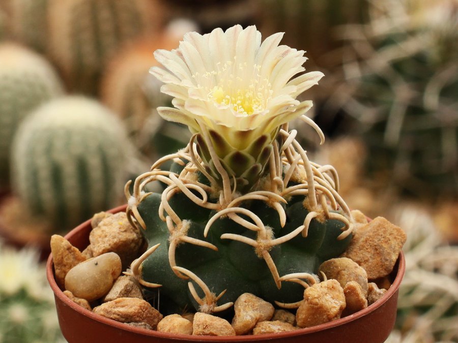 Navajoa peeblesiana Holbrook (Golfplatz), Az - 10 seeds