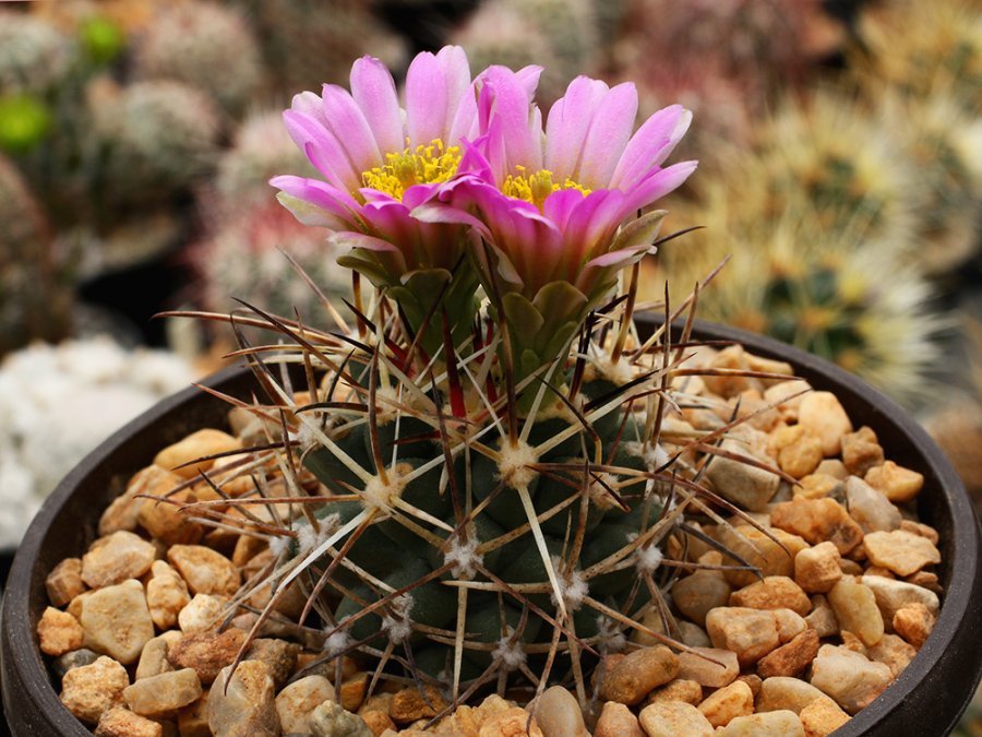 Sclerocactus glaucus SB 1749 De Beque, Colo - grafted