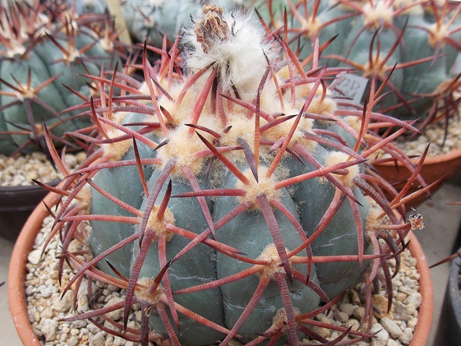 Echinocactus horizonthalonius VZD 921 Rancho La Rosita, Coah - 10 seeds