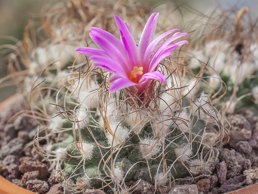 Turbinicarpus pseudomacrochele var. lausseri MZ 571 Sierra del Doctor, Que - 10 seeds