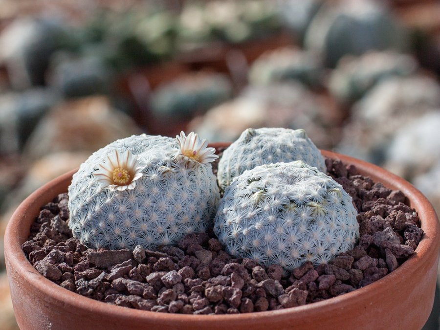 Mammillaria egregia HK 1151 El Porvenir, Chih - 10 seeds