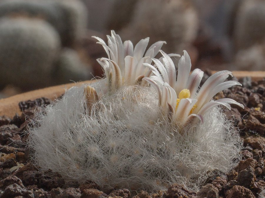 Mammillaria aureilanata v. alba MMR 312 Cerritos, SLP - 10 seeds