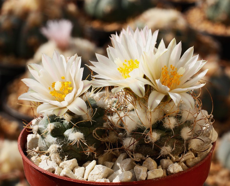 Turbinicarpus pseudomacrochele v. albiflorus MZ 424 Cadereyta, Que