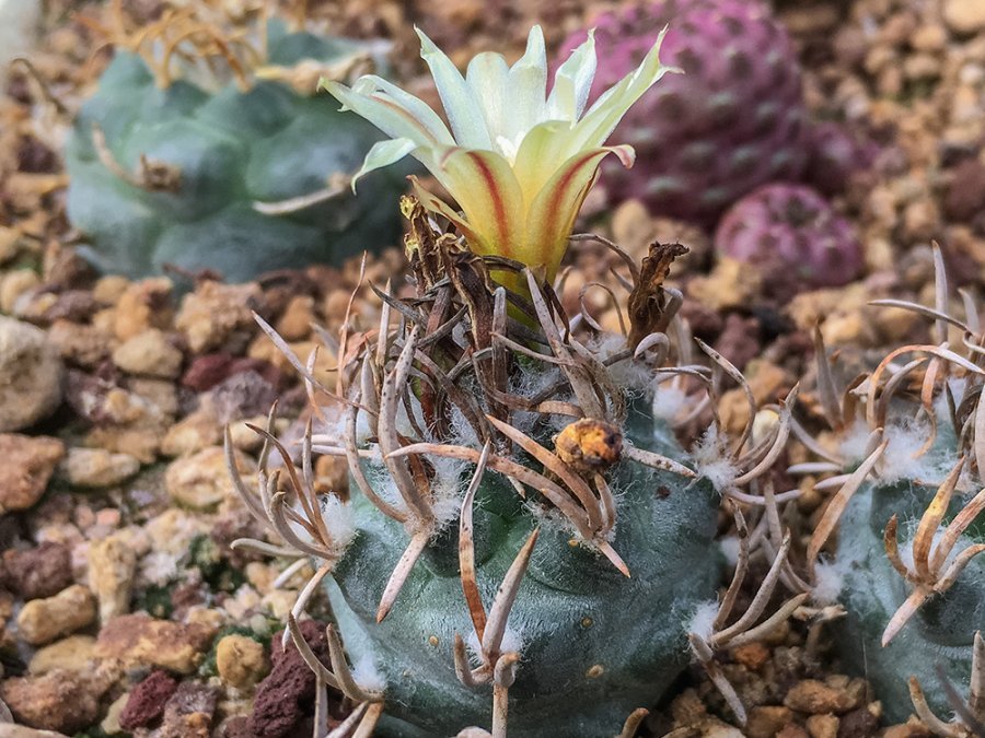 Turbinicarpus schmiedickeanus ssp. flaviflorus VM 1016 La Polvora, SLP - 10 seeds