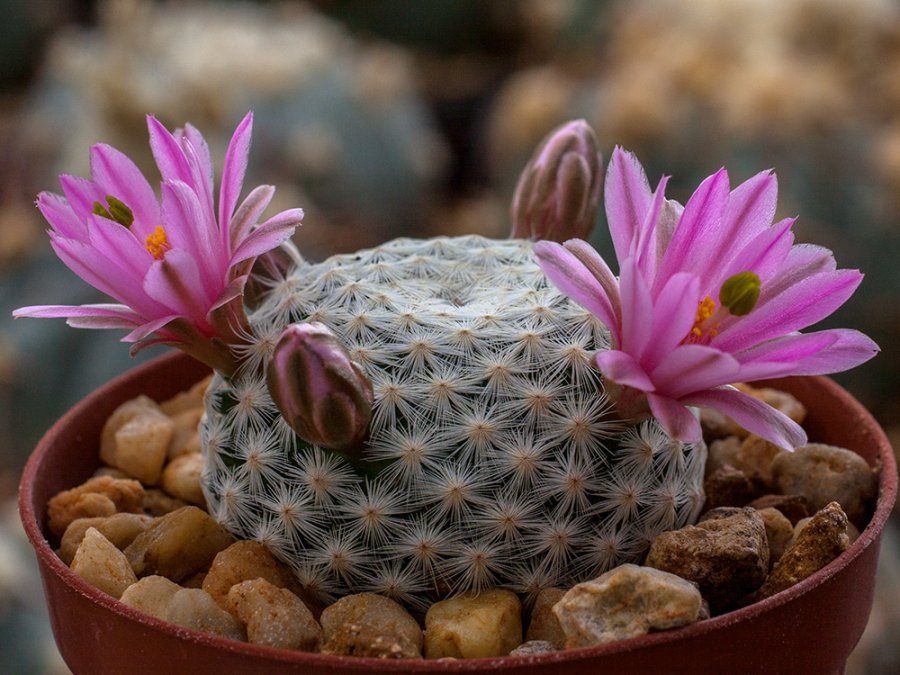 Mammillaria herrerae MZ 572 Sierra del Doctor, Que - 10 seeds