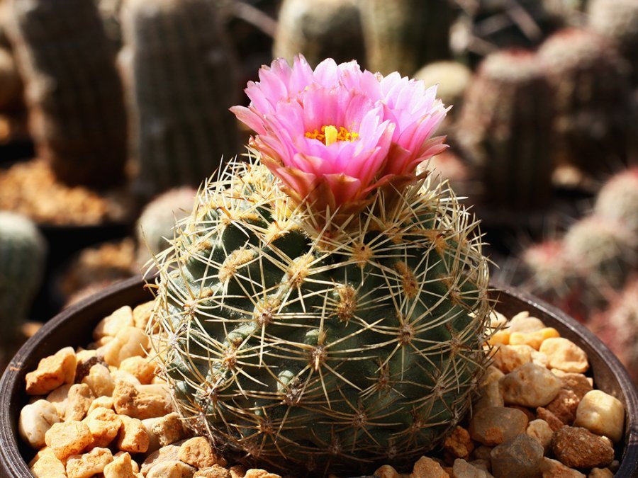 Sclerocactus brevispinus (wetlandicus ssp. ilseae) RP 25 Duchesne Co, Ut - grafted