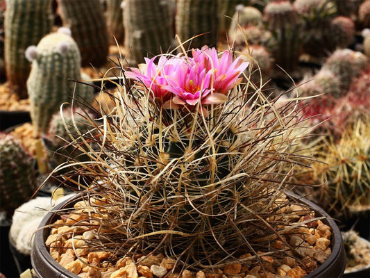 Sclerocactus blainei SB 1540 Currant, Nv - grafted