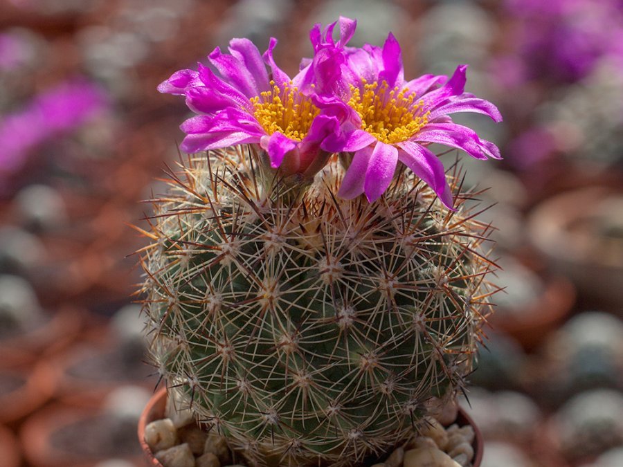 Pediocactus nigrispinus ssp. indranus FH 9.5 Idaho - 10 seeds