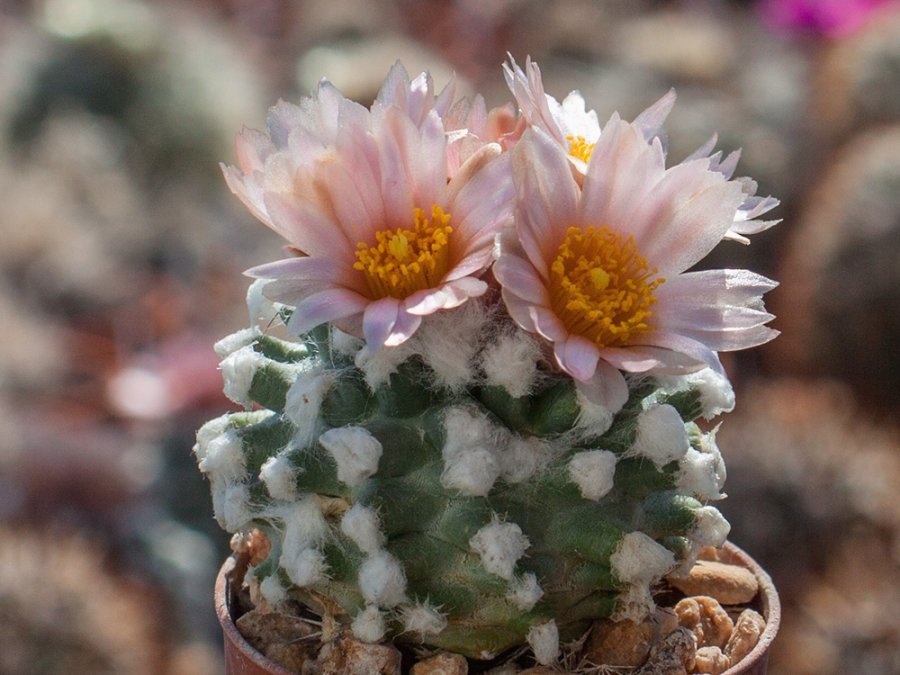 Pediocactus winkleri RP 132 w Wayne Co, Ut - 10 seeds