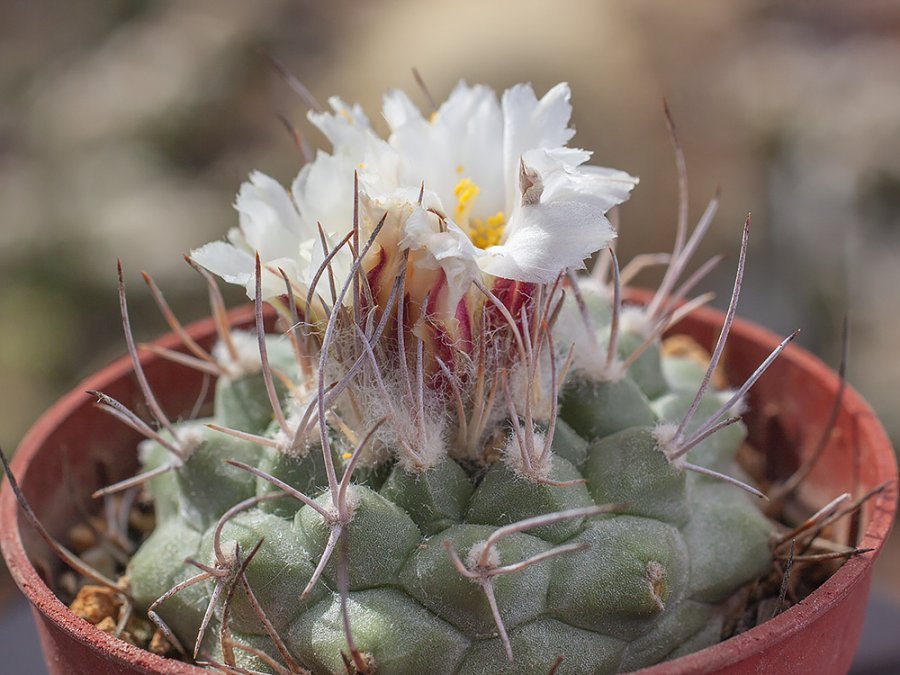 Turbinicapus hoferi HO 434 Aramberri, NL - 10 seeds