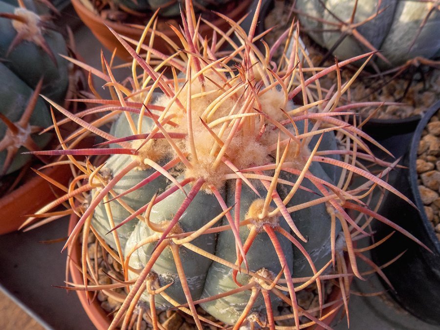 Echinocactus horizonthalonius SN 2005 SW of Sanderson, Terrell Co,Tx - 10 seeds