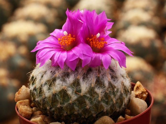 Pelecyphora strobiliformis PP 184 Dr. Arroyo, NL - 10 seeds