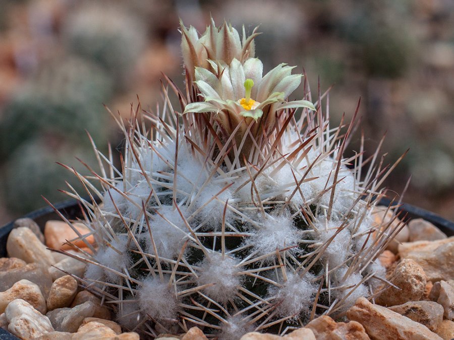 Escobaria robbinsorum SB 464 Cochise Co, Az