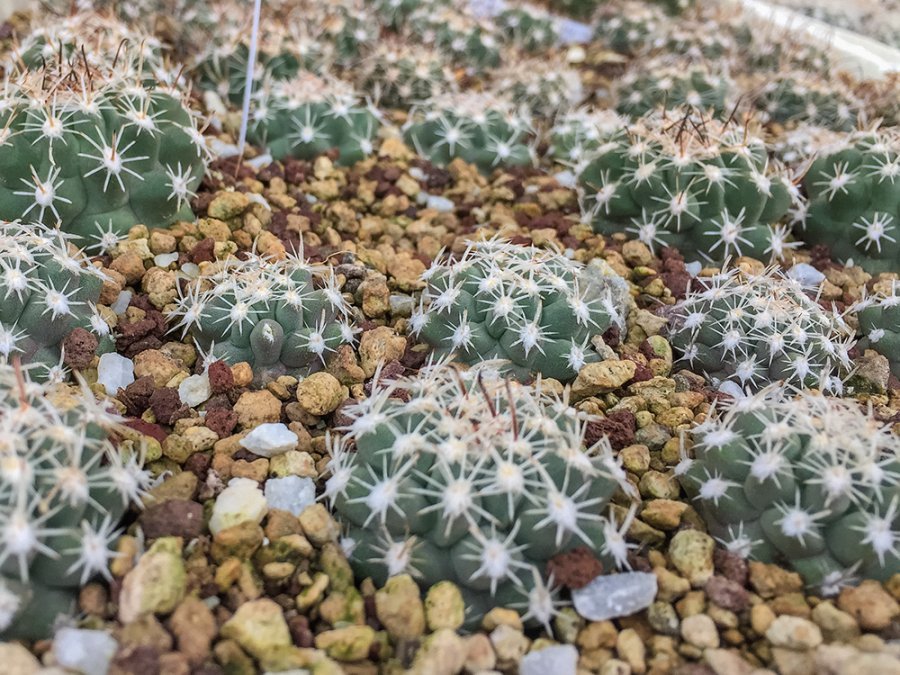 Sclerocactus pubispinus 8,5 mil Cowboy Pass, Millard Co, Ut (naturhybrid x spinosior) - grafted