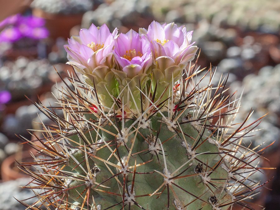 Sclerocactus glaucus VVZ 089 Una, Garfield Co, Colo - grafted