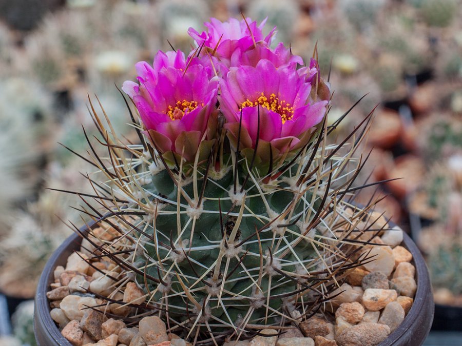 Sclerocactus cloverae ssp. brackii SB 1011 Bloomfield, NM - grafted