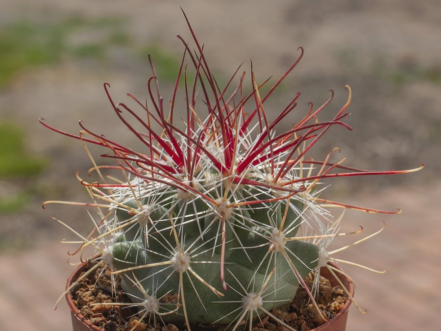 Sclerocactus polyancistrus Aguereberry Point, Death Valley, Cal - grafted