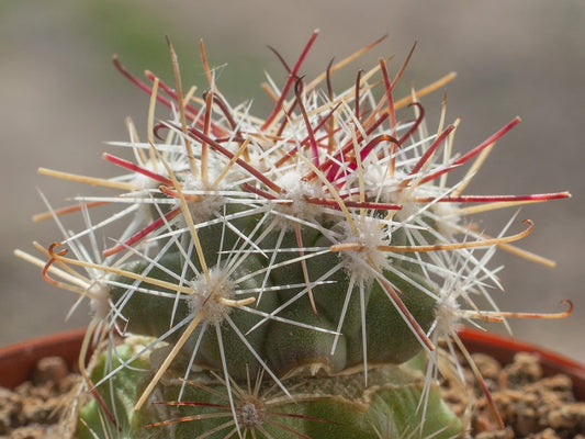 Sclerocactus polyancistrus NW of Darwin, Cal - grafted