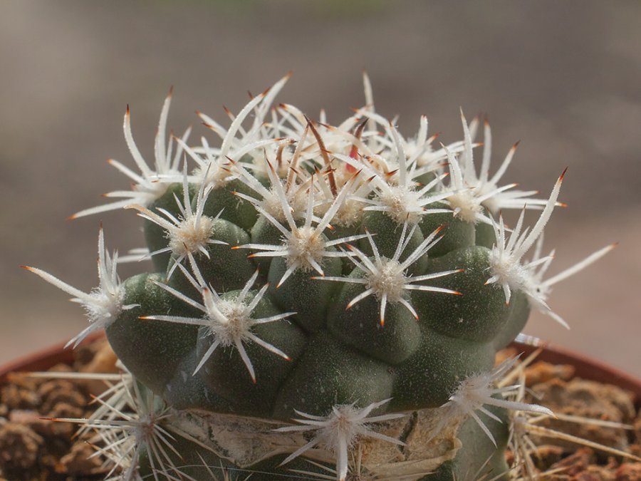 Sclerocactus pubispinus naturhybrid x S. spinosior Browns Wash, Ut - lok. B - grafted