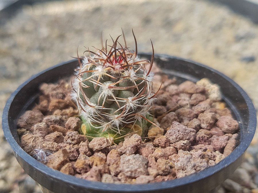 Sclerocactus whipplei (pygmaeus) Joseph City, Az - grafted