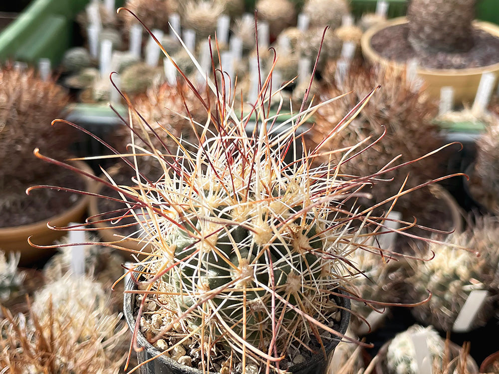 Sclerocactus nyensis SB 1460 central Nye Co, Nv - 10 seeds