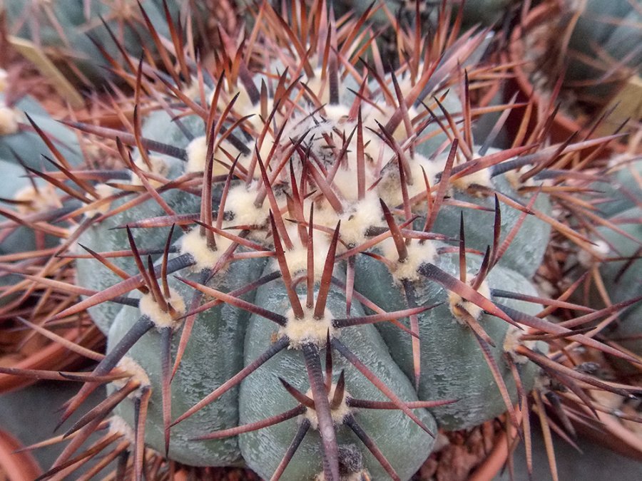 Echinocactus horizonthalonius CZ 85 Arteaga, Coah