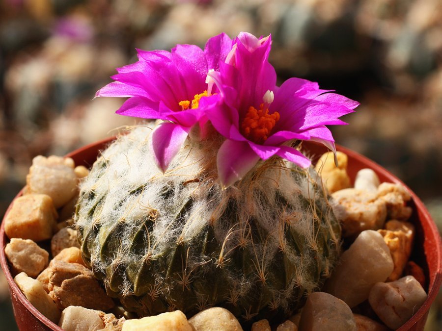 Pelecyphora strobiliformis Dr. Arroyo, NL